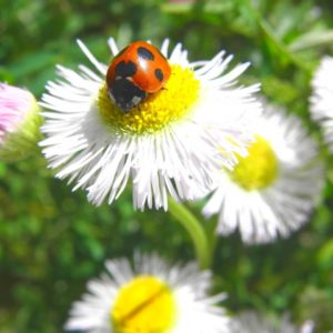 ザリガニとエビの意外な違い ロブスターは実はこっちだった